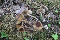 Agrocybe firma