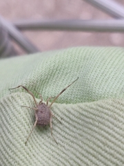 Lacinius horridus