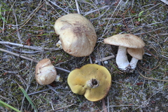 Suillus placidus