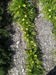 Empodium veratrifolium