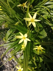 Empodium veratrifolium