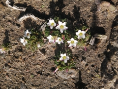 Oxalis pusilla