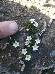Oxalis pusilla
