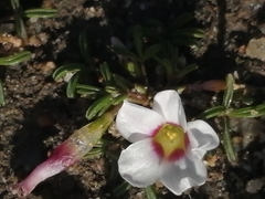 Oxalis pusilla