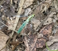 Nephrotoma virescens