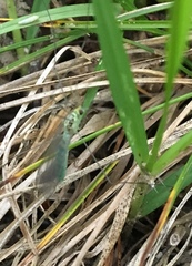 Nephrotoma virescens