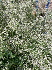 Galium