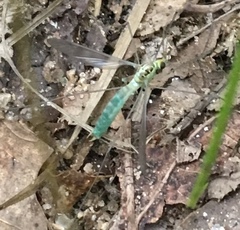 Nephrotoma virescens