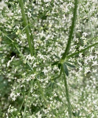 Galium