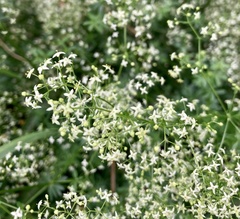 Galium