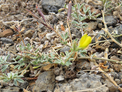 Lotononis platycarpa