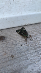 Anaplectoides prasina