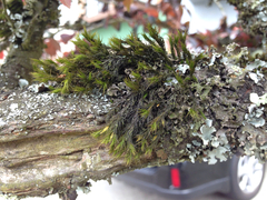 Orthotrichum papillosum