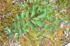 Sanguisorba officinalis