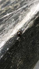 Brachiacantha ursina