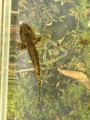 Ambystoma maculatum