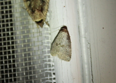 Hyperstrotia pervertens