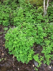 Thalictrum clavatum