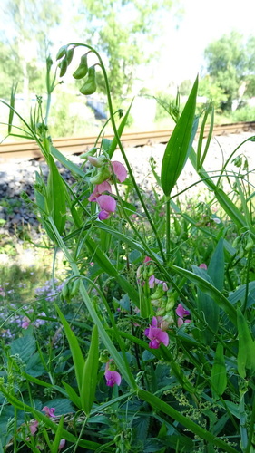 Miškinis pelėžirnis nuotrauka