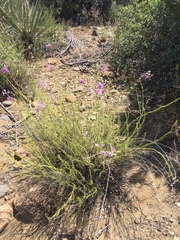Penstemon thurberi