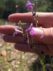 Penstemon thurberi