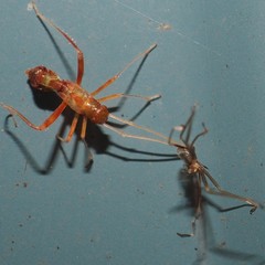 Paraxenetus guttulatus