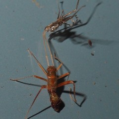 Paraxenetus guttulatus