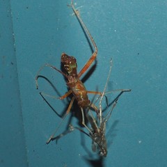 Paraxenetus guttulatus