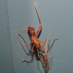 Paraxenetus guttulatus