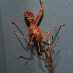 Paraxenetus guttulatus