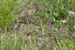 Gladiolus palustris