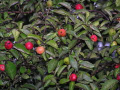 Malpighia mexicana