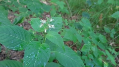 Circaea canadensis quadrisulcata