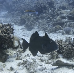 Pseudobalistes fuscus