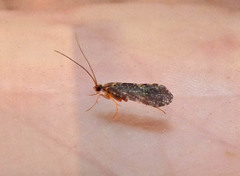 Annulipalpia