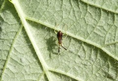 Heterotoma planicornis