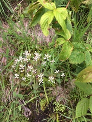 Micranthes petiolaris