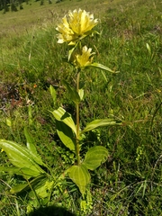 Gentiana burseri