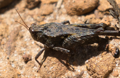 Tettigidea