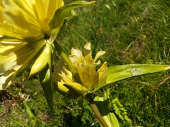 Gentiana burseri
