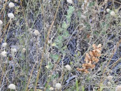 Thesium divaricatum