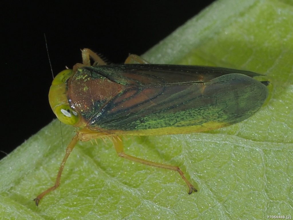 Jikradia melanota