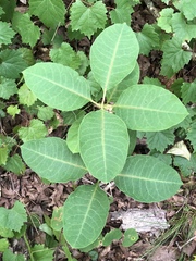 Asclepias variegata