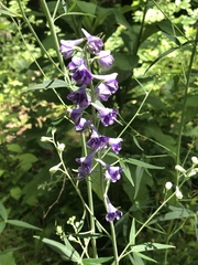 Delphinium exaltatum