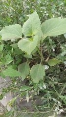 Cyclachaena xanthiifolia