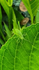 Leptophyes punctatissima