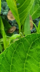 Leptophyes punctatissima