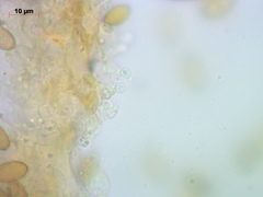 Conocybe semiglobata