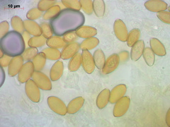 Conocybe semiglobata