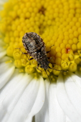 Nithecus jacobaeae